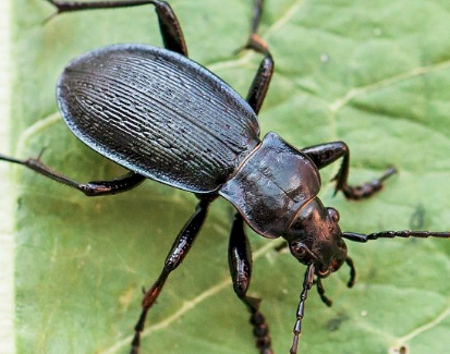 Carabus sp. Slovakia